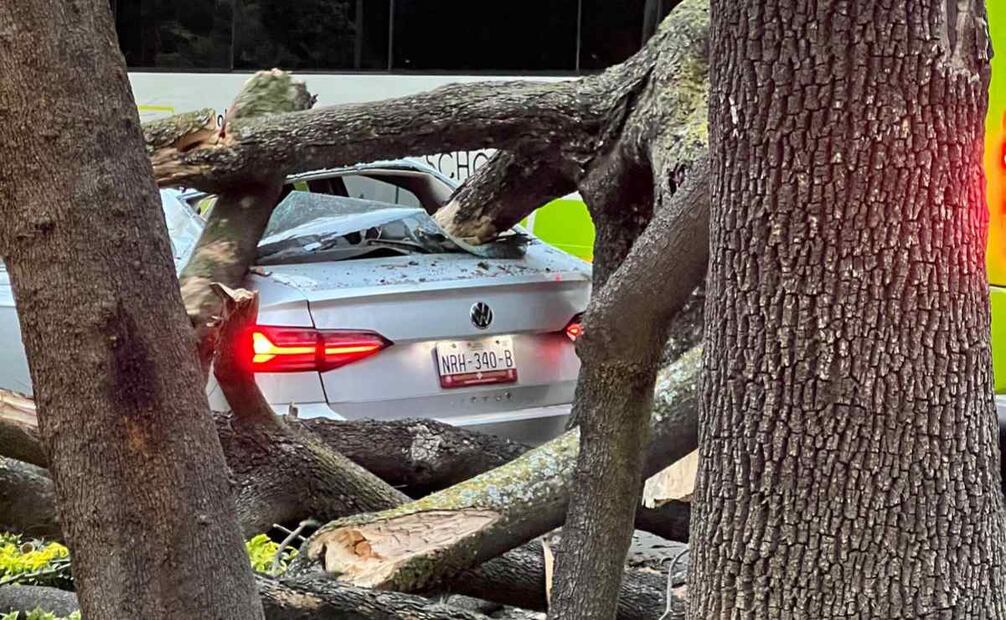 Árbol de gran tamaño cae sobre Paseo de la Reforma en la alcaldía Miguel Hidalgo.
Foto: Especial.