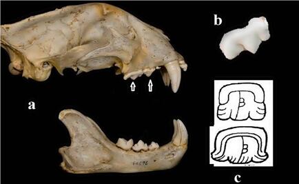 Maya glyph from the Pakal grave deciphered
