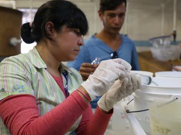 Acidificación de los océanos: una amenaza global