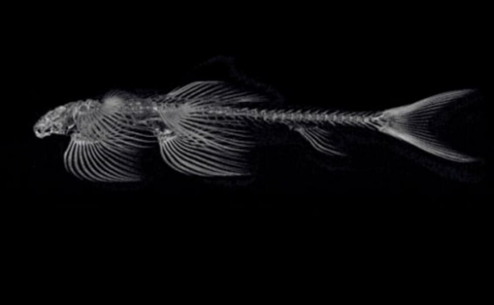 11 especies de peces serían capaces de caminar sobre la tierra: estudio
