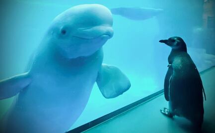 Pingüinos y belugas juegan juntos en este acuario cerrado por Covid-19