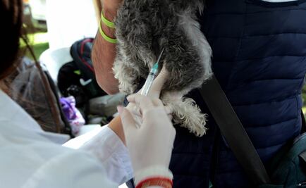 Realizan en CU jornada sobre el cuidado de las mascotas