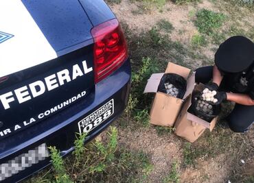 Policía Federal asegura más de mil huevos de tortuga en Oaxaca