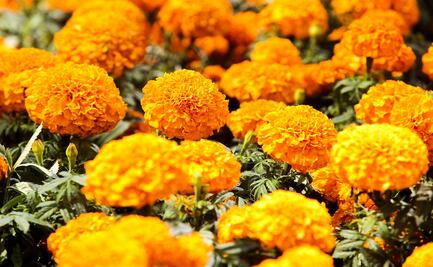 Cempasúchil, el significado de la flor de Día de Muertos