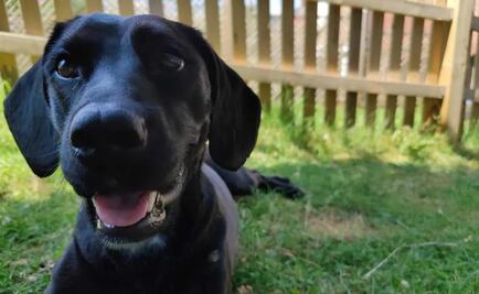 Aerolínea envía por error a Arabia Saudí a una perrita que viajaba a EU y se hace viral