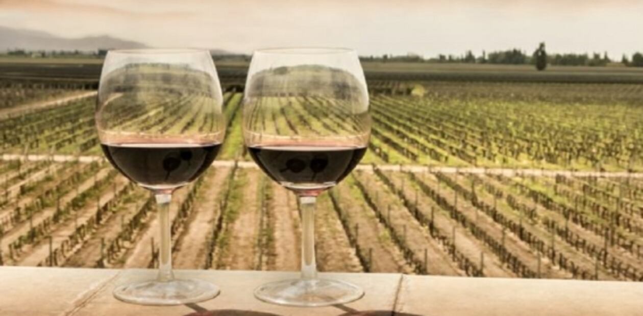 5 cosas que no sabías de la Malbec y que te harán lucir como un experto