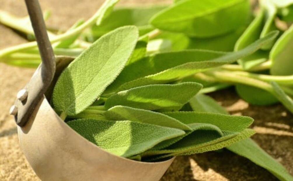 Aprovecha los numerosos beneficios de la salvia