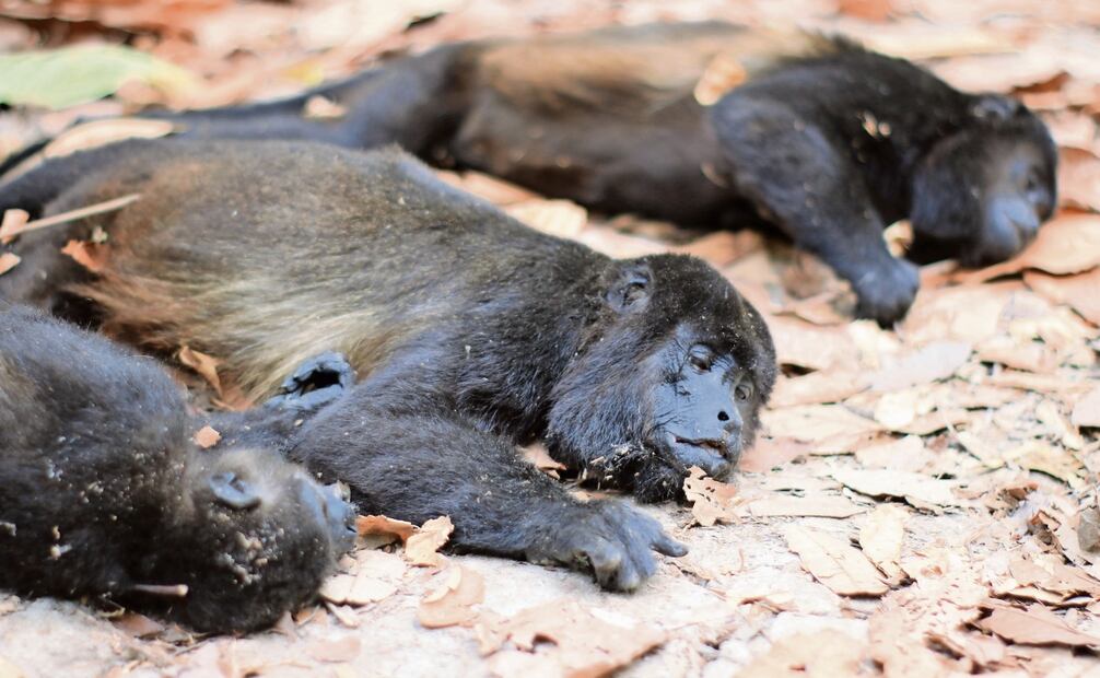 Al quedarse sin agua, los animales se deshidratan y caen desmayados desde las alturas, por lo que se fracturan o mueren. Foto: Luma López EL UNIVERSAL