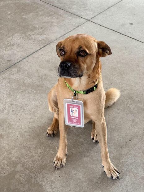 Canelo, el "lomito inspector" de Mérida. Foto: Redes sociales