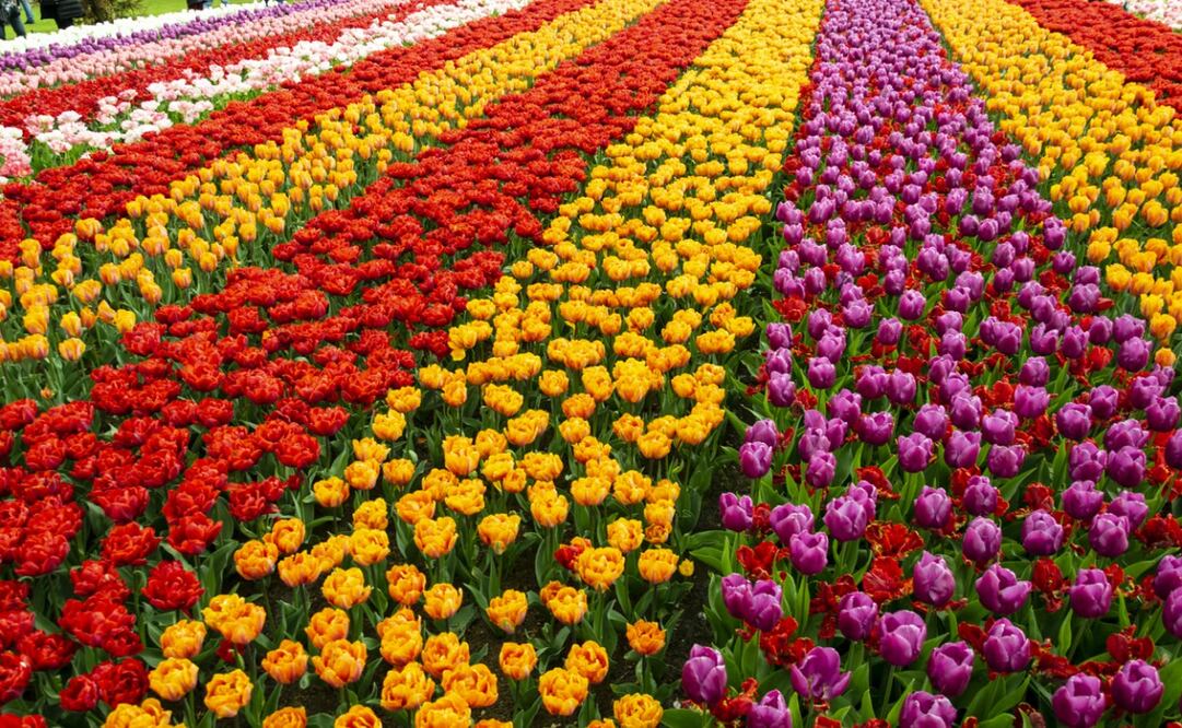 Los jardines de tulipanes de Keukenhof se encuentran a casi una hora de Ámsterdam. Foto: iStock