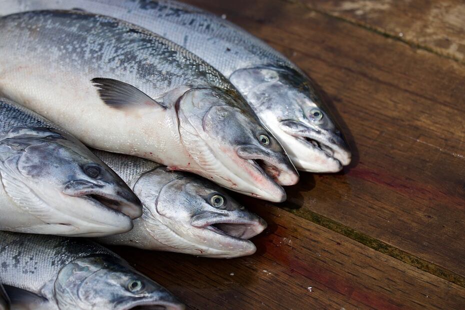 Salmón y salud. Fuente: Pixabay
