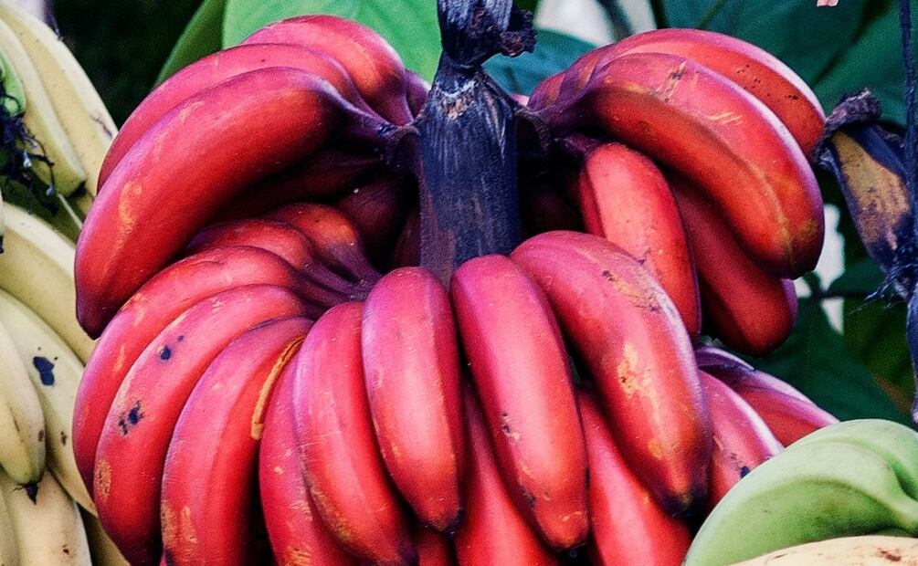 Beneficios del plátano rojo. Foto: Unsplash