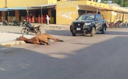 Reportan nuevos casos de crueldad animal en Yucatán; muere un toro y una yegua en distintos eventos este fin de semana