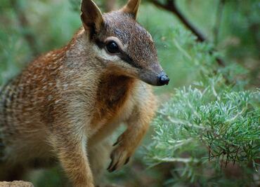 Especies poco conocidas que han sido afectadas por los incendios en Australia
