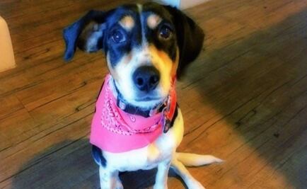 Interjet extravía a mascota durante vuelo en CDMX- Houston