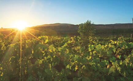 Mexico's vintage guide