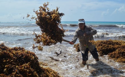 Usan desechos de sargazo, cebolla y gallina para generar energía limpia