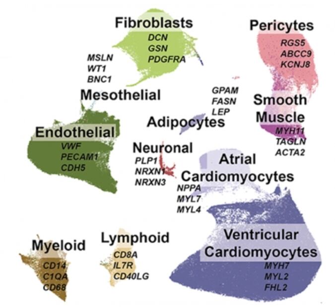 Crean el mapa celular más detallado del corazón contra enfermedades cardíacas