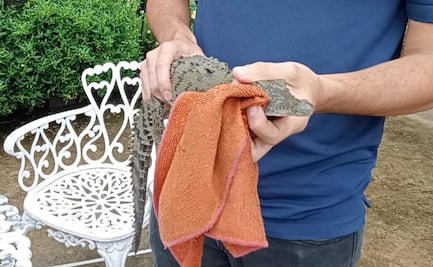 Casual: se encuentra cría de cocodrilo en su casa; lo capturan en Culiacán