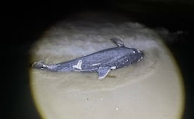 Recala delfín sin vida en playas de Progreso, Yucatán; policías municipales lo entierran