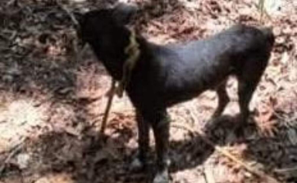 El perrito rescatado en Yucatán se encuentra en buen estado de salud (02/05/2025). Foto: Especial