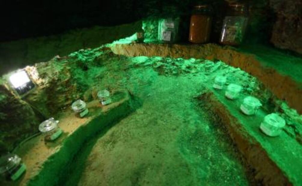 Cuetlaxóchitl, la flor que EU secuestró 