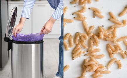 ¿Por qué salen gusanos blancos en la cocina?; conoce causas, focos de infección y cómo eliminarlos