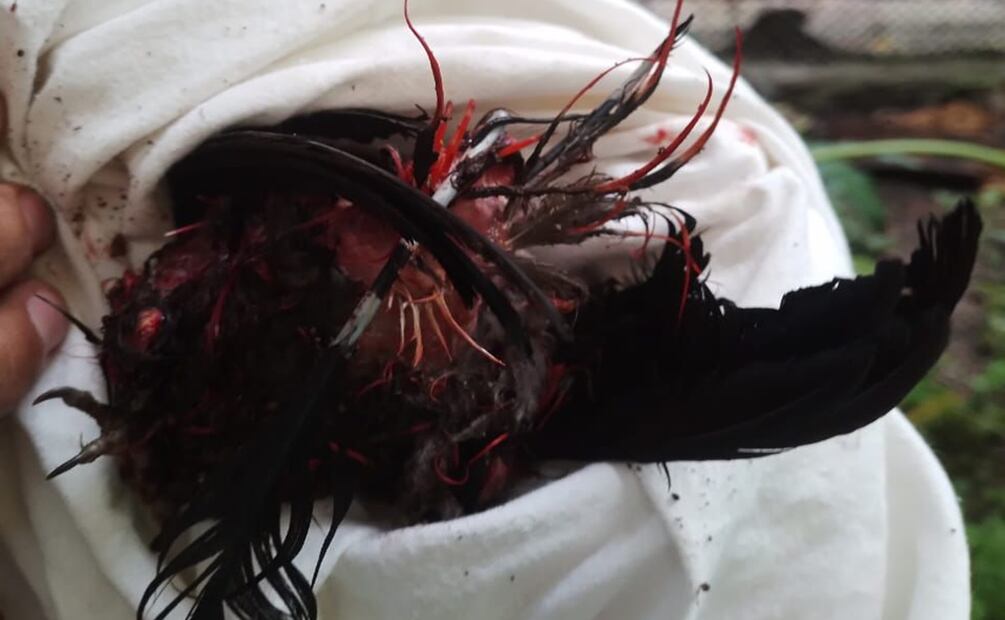 Tlacuache ataca a quetzal en peligro de extinción en zoológico de Tuxtla; denuncian negligencia. Foto: Cortesía