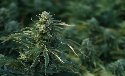 Marijuana museum in Mexico City seeks to vindicate cannabis