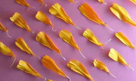 Aprovecha octubre y prepara esta infusión de cempasúchil