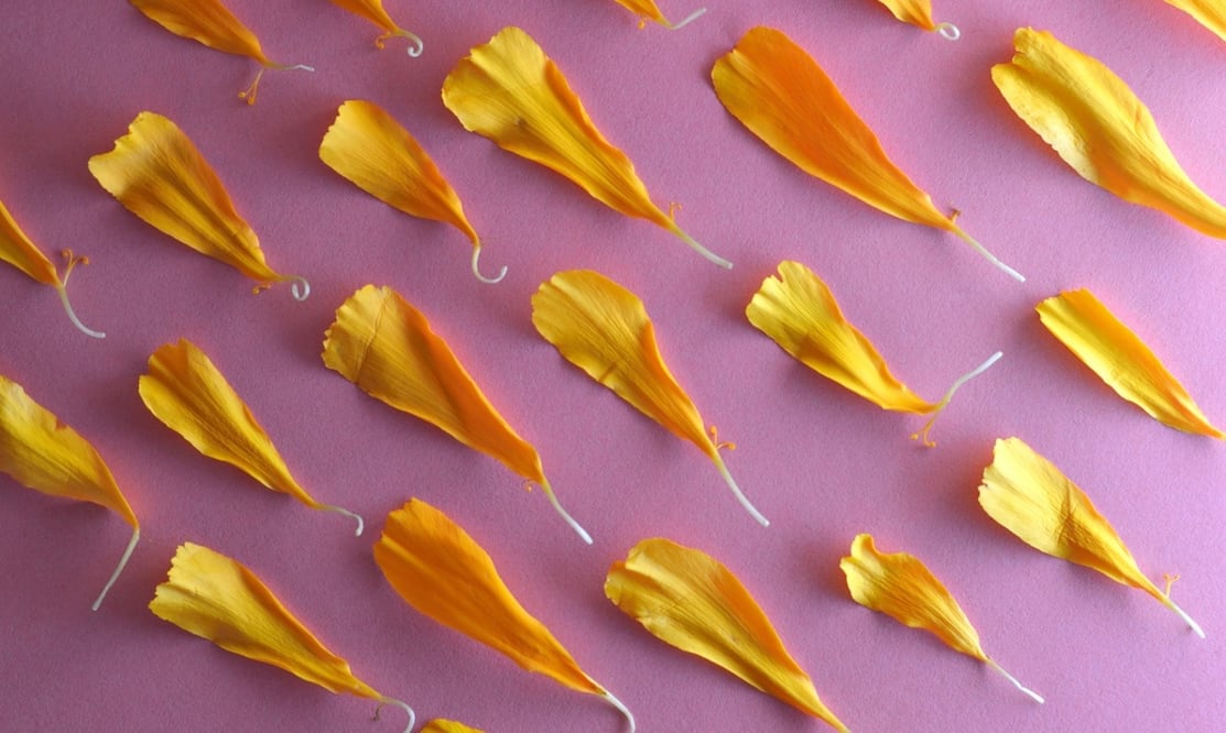 Foto: padrinan / Pixabay