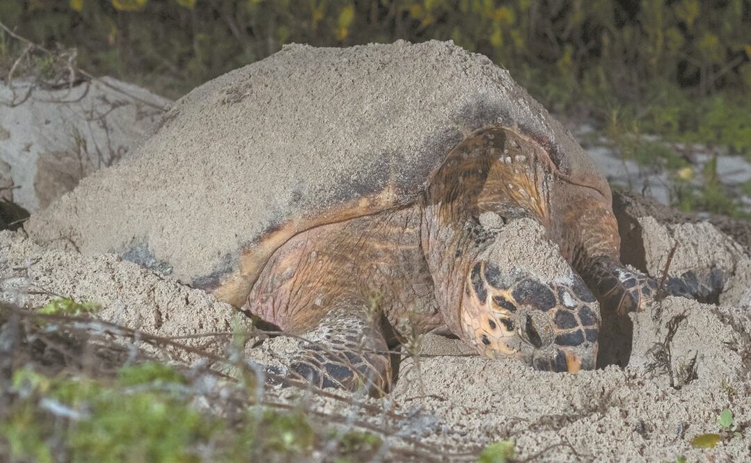 El Club de la Tortuga de Telchac Puerto protege una playa de 18 kilómetros, contigua a la Reserva Estatal Ciénagas y Manglares de la Costa Norte de Yucatán. Foto: CLUB DE LA TORTUGA DE TELCHAC PUERTO