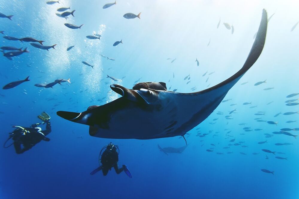 El mar de Cortés tiene el mayor arrecife de coral del golfo de California. (Foto: iStock ) 