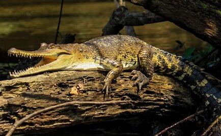 El cocodrilo de hocico delgado, nueva especie descubierta en África