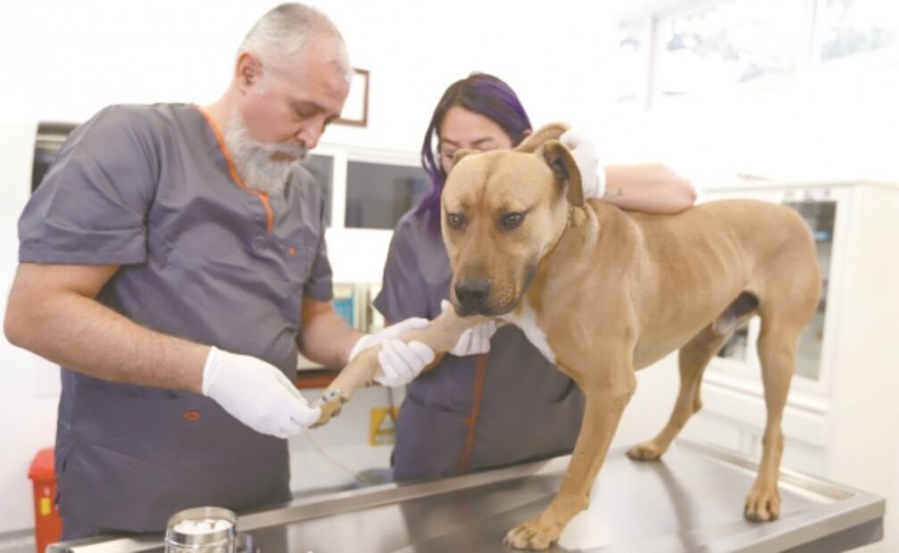 Perros antiplagas, con segunda vida