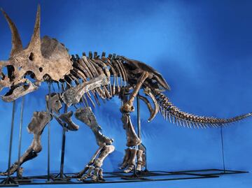 Mexican paleontologists uncover bone pathologies in dinosaurs