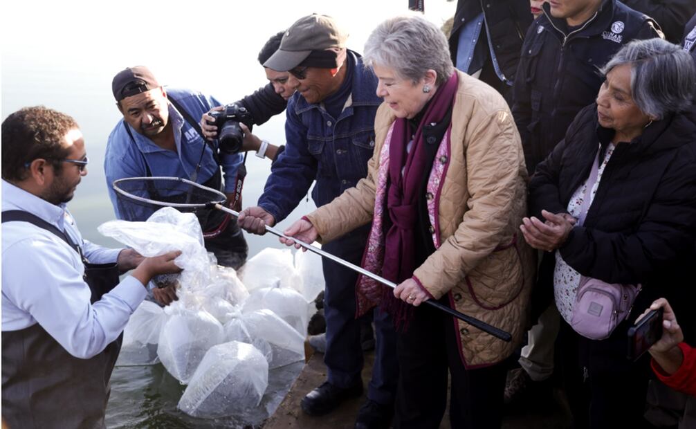 En el marco del Día Mundial de los humedales, la titular del Medio Ambiente, Alicia Bárcena, acudió al Parque Ecológico Texcoco en donde liberó peces en peligro de extinción. Foto: Carlos Mejía/EL UNIVERSAL