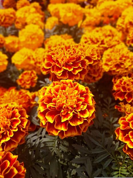 6 eventos imperdibles en octubre 2022 en CDMX