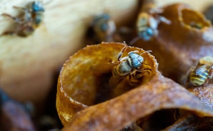 La abeja melipona, el insecto sagrado para los mayas