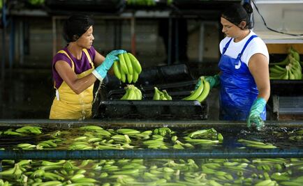 La industria bananera se verá afectada por crisis climática