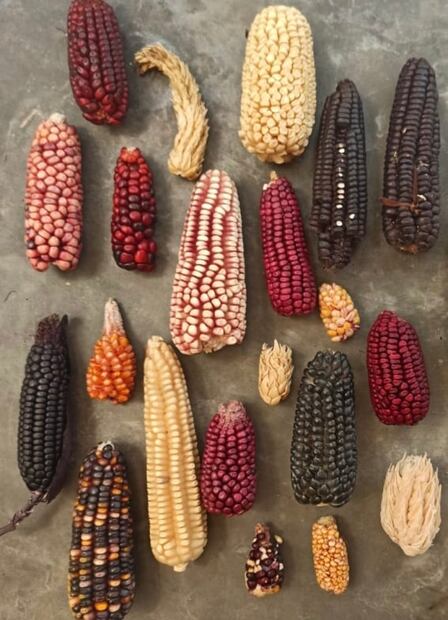 Conoce Xadithä el nuevo proyecto del chef Cesar Castañeda