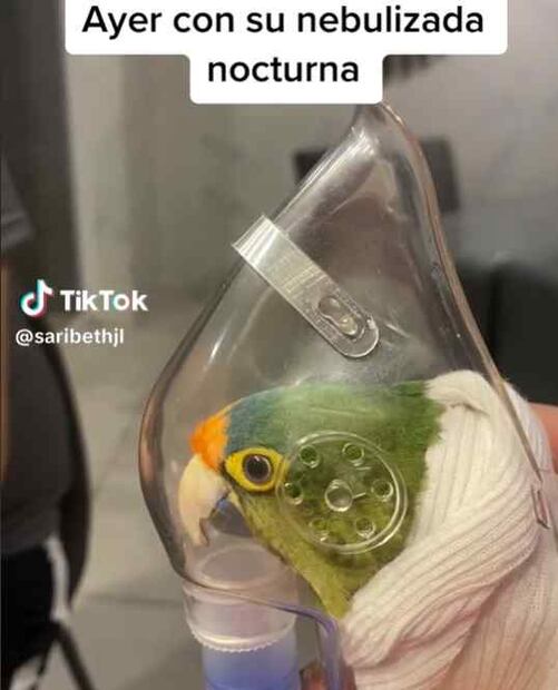 Coquito recibe nebulizaciones. Foto: Especial