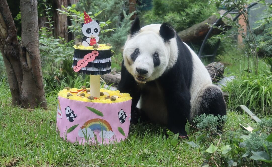La esperanza de vida promedio del panda gigante en vida silvestre es de 15 a 20 años; sin embargo, los más longevos bajo cuidado profesional llegan a alcanzar alrededor de 30 años. Foto: Especial