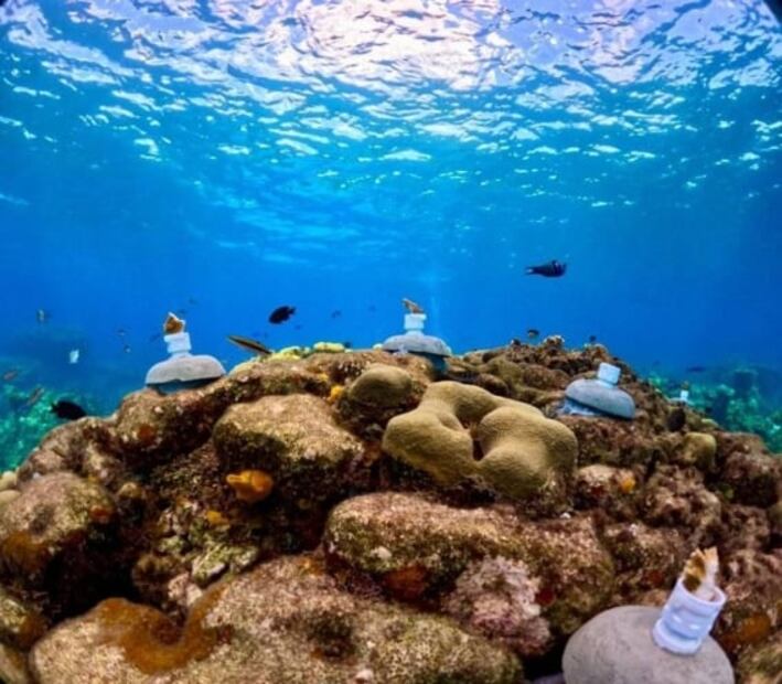 Con biotecnología, por primera vez, hacen restauración en arrecife de Cozumel