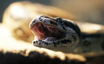 Mexico destroys mangroves and risks wildlife to build new refinery