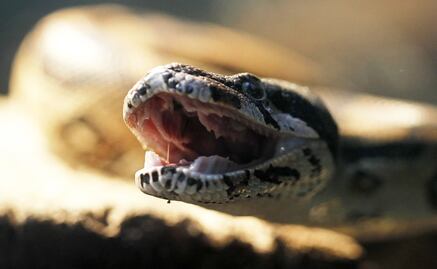 Mexico destroys mangroves and risks wildlife to build new refinery