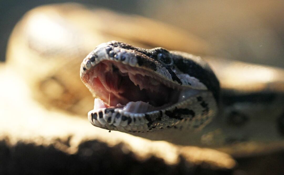 Boas, turtles, porcupines, haws, frogs, and iguanas were found at the site - Photo: Juan Carlos Ulate/REUTERS