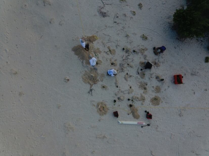 Universitarios reforestan dunas en Yucatán