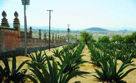 Así fue el cenit y colapso de la industria del pulque