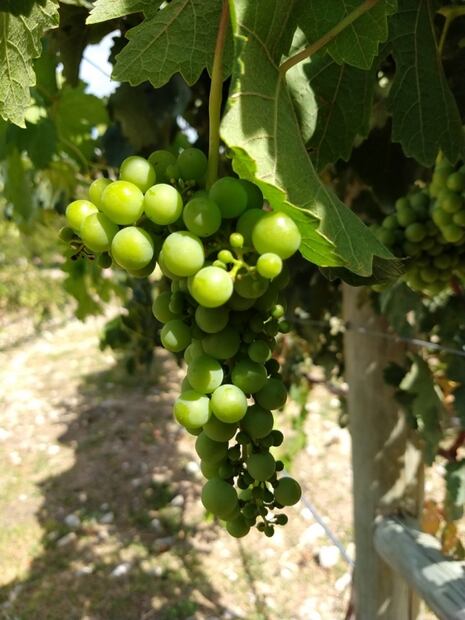 En Coahuila hay buen vino, conoce estas 4 bodegas